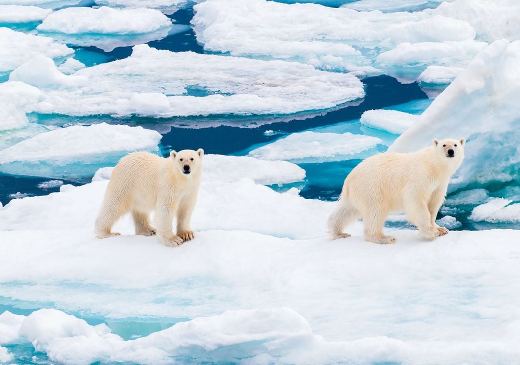 orso, ghiaccio, mare