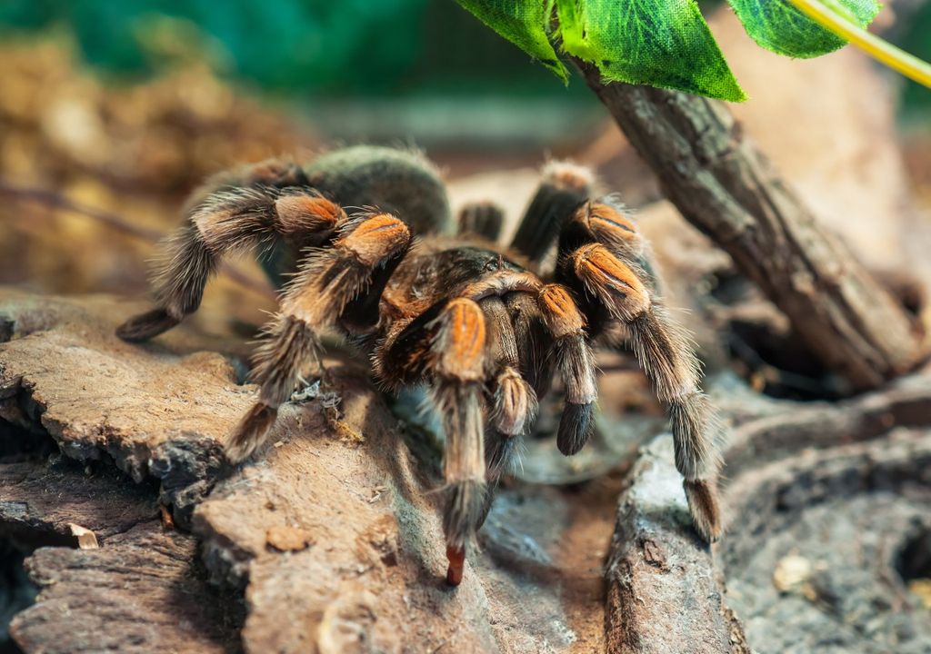 arañas, tarantulas