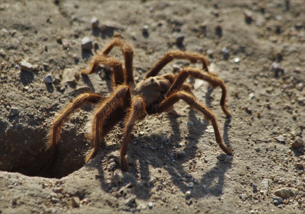 naturaleza, aracnidos