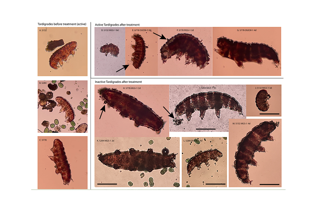 A pesquisa comparou o comportamento dos tardígrados antes e depois da adição de água ao regolito, verificando se a lavagem poderia remover compostos tóxicos. Crédito: Bakermans et al. 2025