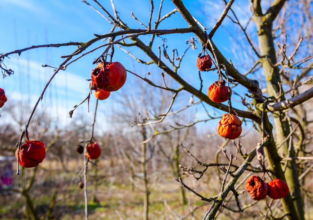frutos temporada pasada