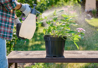 Tareas del huerto en agosto: riegos con lluvia, control de plagas y cultivos de transición