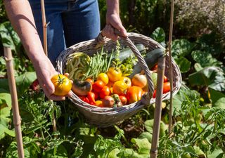 Tareas del huerto en agosto: riegos estratégicos, recolección y siembras de final de verano