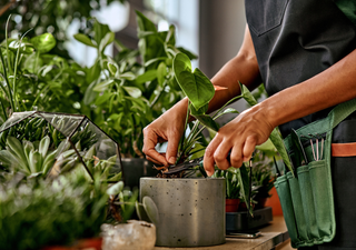 Tareas del huerto en México en octubre: poda ligera y control de plagas