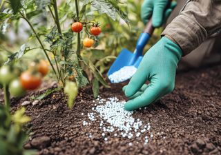 Tareas del huerto en septiembre en Chile: preparación, abonado y cuidados clave de primavera 