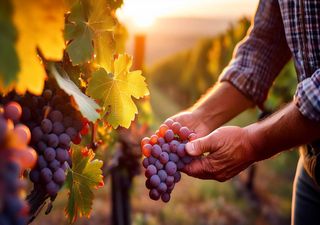 Tarifas de 200% às bebidas alcoólicas da UE: Comissário da Agricultura quer “mais diplomacia agroalimentar” 