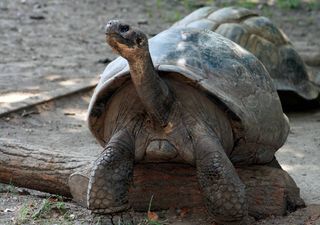 Tartarugas com 100 anos em vias de extinção tornam-se pais pela primeira vez