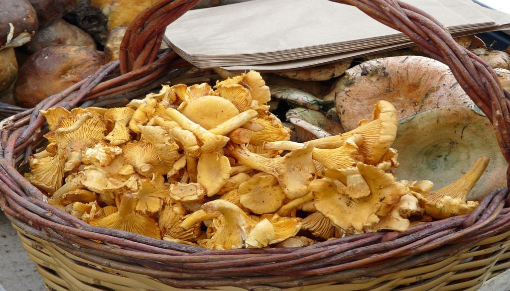 Des champignons récoltés en France encore contaminés par des substances radioactives, 40 ans après la catastrophe nucléaire de Tchernobyl.