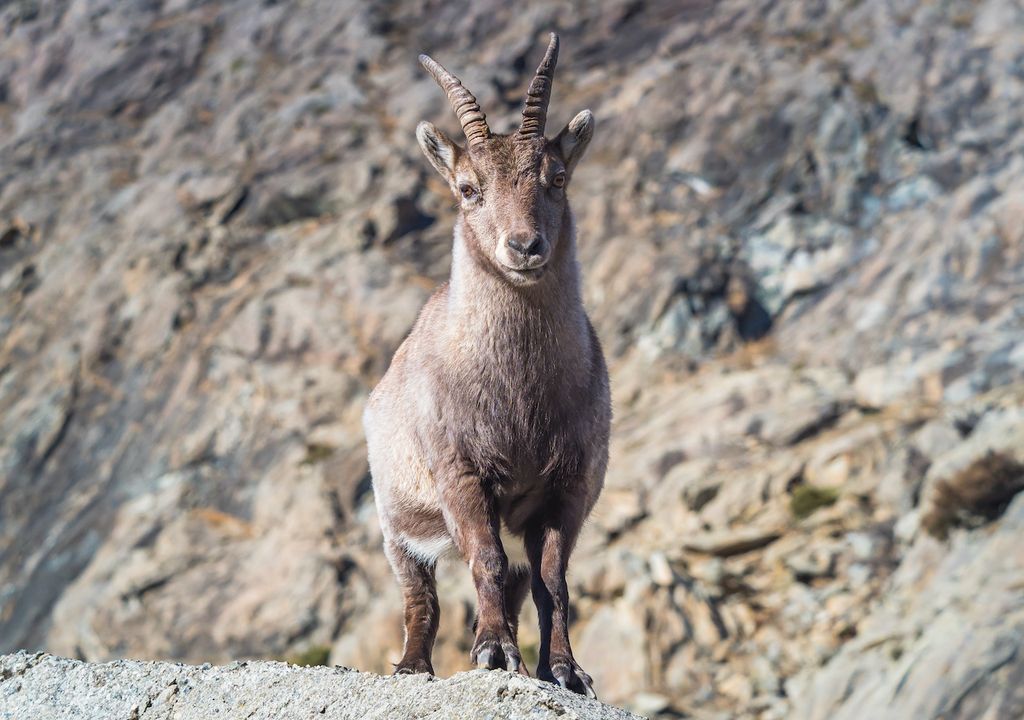 Wild Alpine Ibex italian Wild Alpine Ibex italian