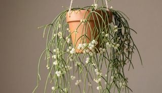 El curioso cactus que crece como cascada y decora tu hogar sin grandes cuidados