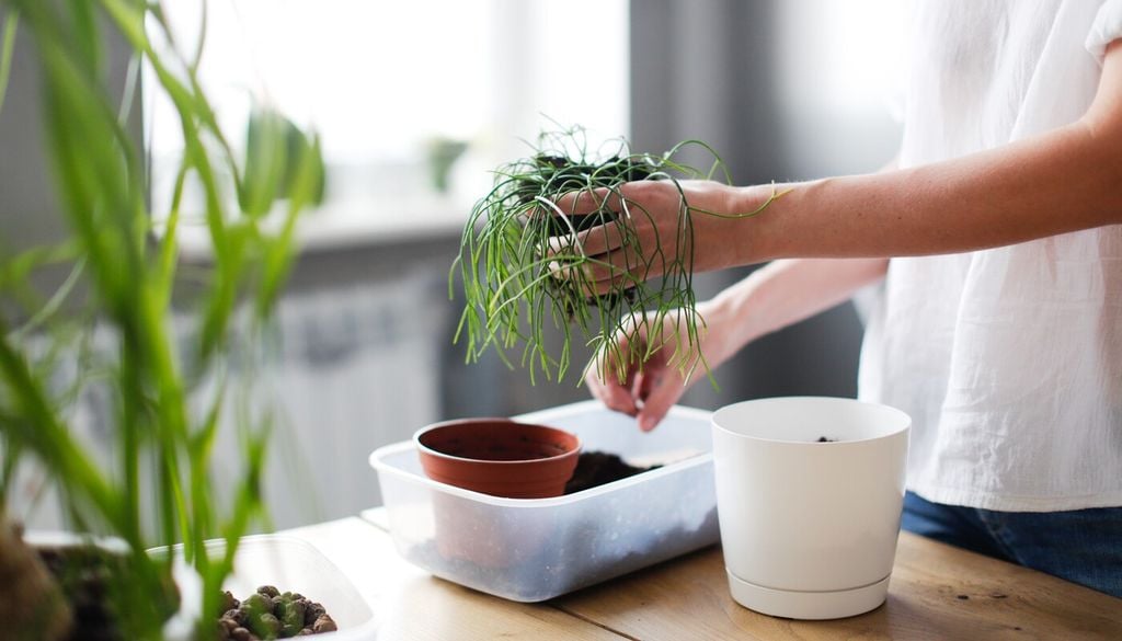 Las raíces finas del Rhipsalis agradecen una mezcla aireada y una maceta con buen drenaje, más que un recipiente profundo.