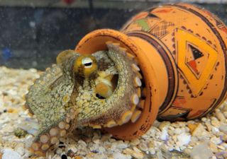 ¿Te imaginas tener un cerebro en cada brazo? Un estudio revela que los tentáculos del pulpo lo tendrían