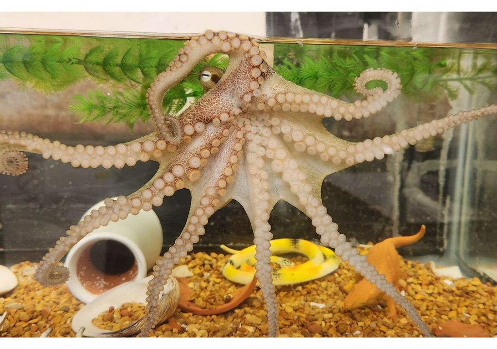 Pulpo californiano Bimac Pulpo californiano Bimac