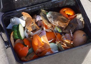 Unbe-leaf-able: Biodegradable teabags resist degradation in household compost heaps