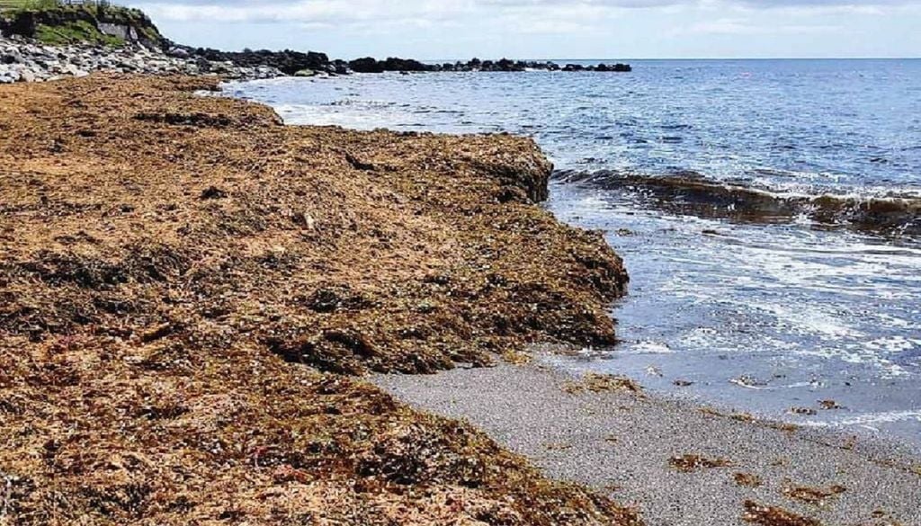 Alga invasora Rugulopteryx okamurae A alga invasora Rugulopteryx okamurae chegou aos Açores em 2019, alastrando-se nos verões seguintes à costa do Algarve e de Cascais. Foto: Universidade dos Açores
