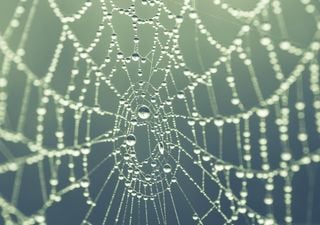 Tecnología inspirada en la naturaleza: telas de araña artificiales para recolectar agua 