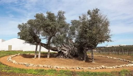 Tem mais de 3700 anos e ainda produz azeitonas: a hist&oacute;ria da oliveira mais antiga de Portugal