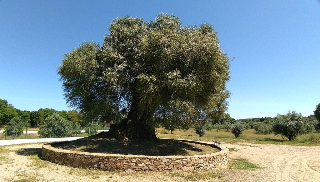 Oliveira do Mouchão, em Abrantes. Imagem: © João Pinheiro, Wikimedia Commons.