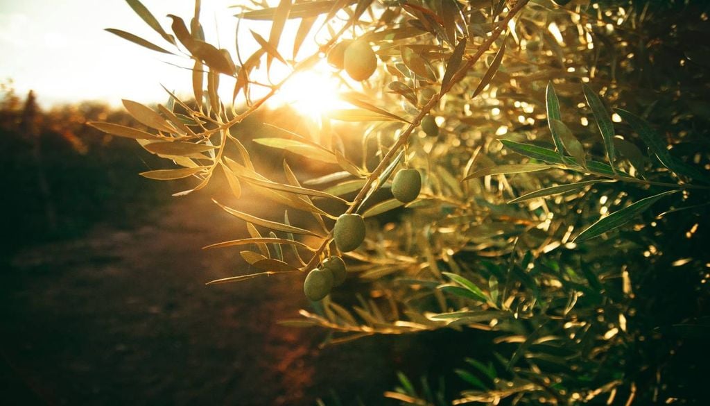 Bem adaptada ao clima mediterrâneo, a oliveira combina resistência e capacidade de regeneração de uma forma excecional.