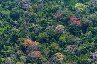 Temperatura crítica en los bosques tropicales