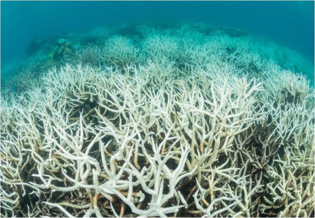 Decoloración del coral Decoloración del coral