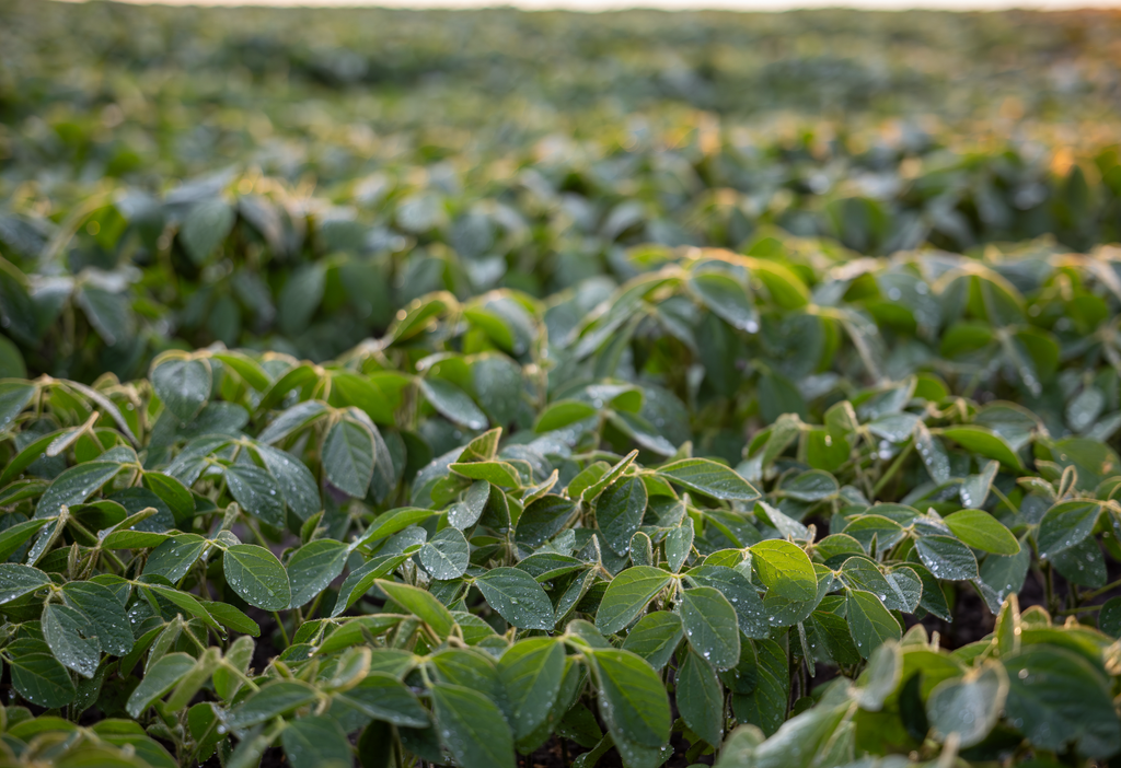 Todas las gotitas de condensación que se forman durante la noche son evaporadas durante la mañana con esos primeros rayos solares. Eso produce enfriamiento del aire.