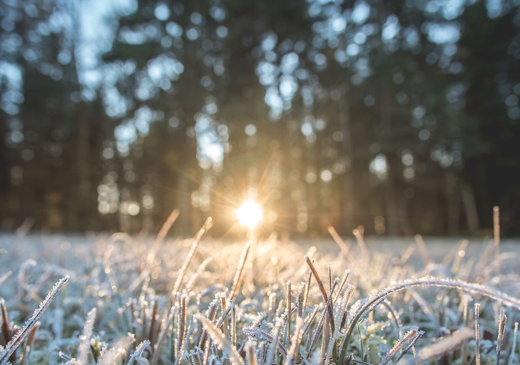 Campo cubierto de helada