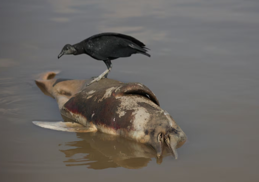 Las temperaturas de hasta 41 °C en los lagos de la Amazonia provocan la muerte de delfines y amenazan a las comunidades