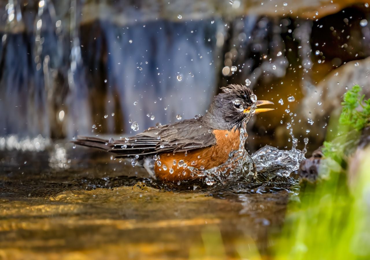 Tal como os seres humanos, os animais também sofrem com as temperaturas elevadas, procurando constantemente refrescar-se nos cursos de água.