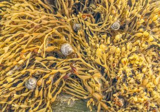 Temperature rises have significant impact on Britain’s coastal species