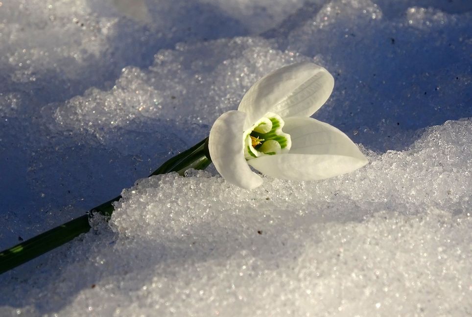 Frühling auf Eis Frühling auf Eis