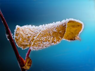 Temperatursturz bringt wieder Nachtfrost!