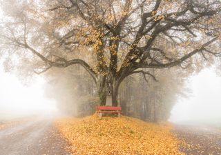 Großer Temperatursturz in Deutschland Anfang November? Da tut sich was!