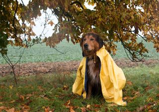 Temperatursturz und Sturm: Ist der Sommer schon vorbei?