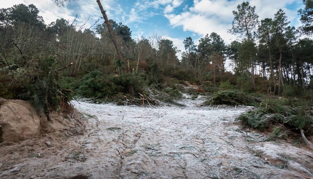 Árvores arrancadas Só no concelho de Leiria, um dos mais afetados, mais de 190 quilómetros de caminhos florestais ficaram obstruídos. No concelho de Pombal, a depressão Kristin obstruiu 2 400 quilómetros de estradas e caminhos florestais.