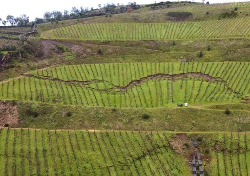 Tempestades deixam rasto de destrui&ccedil;&atilde;o no Alto Douro Vinhateiro