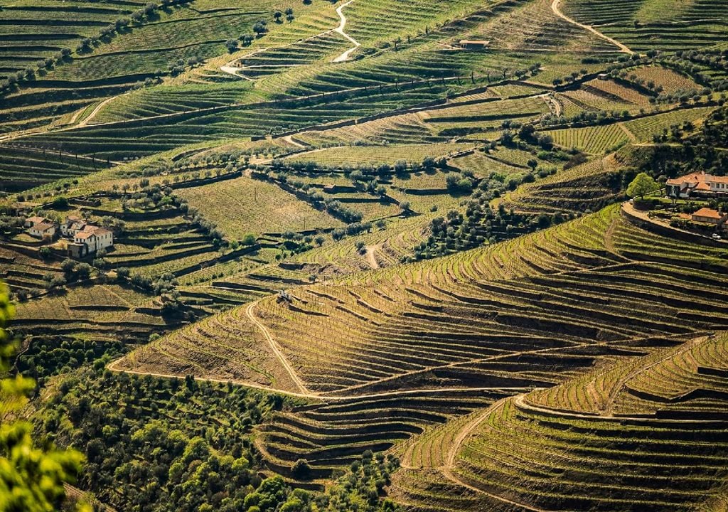Classificado como Património Mundial da Humanidade desde 2001, o Alto Douro Vinhateiro é também a região demarcada de vinhos mais antiga do mundo, criada em 1756. Foto: CCDR-Norte