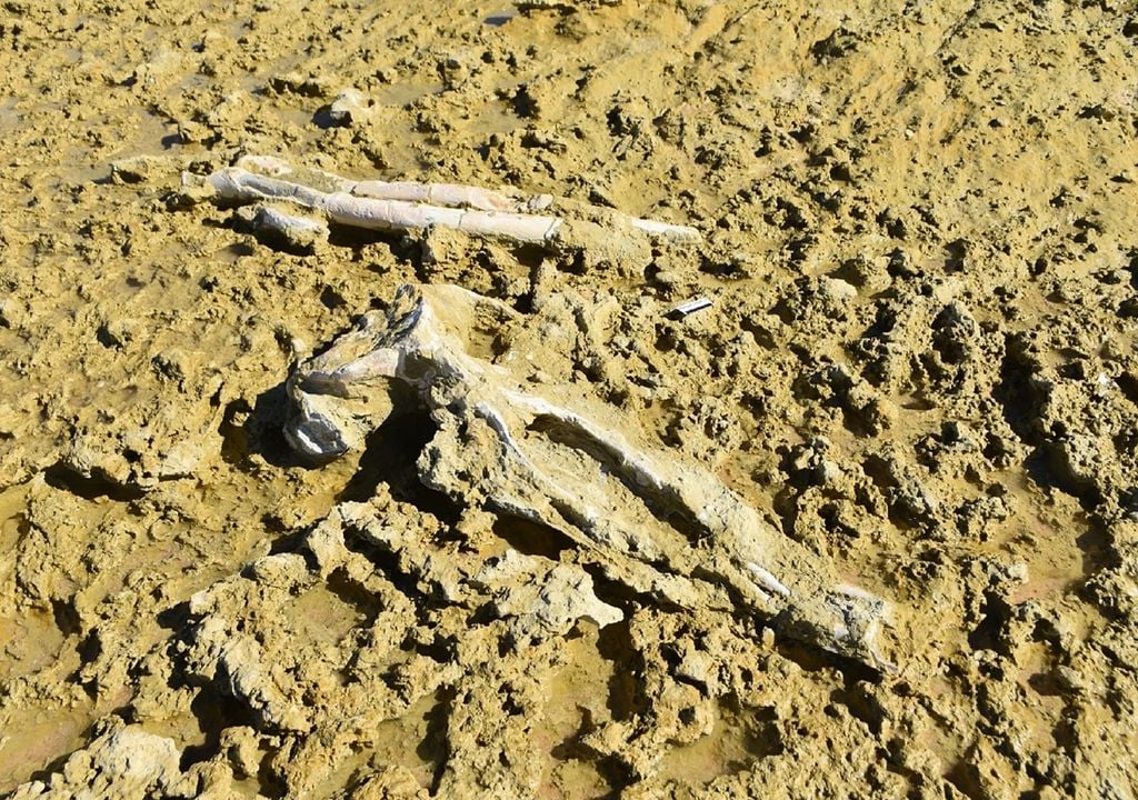 Crânio e mandíbulas de baleia, primeiros exemplares a serem removidos durante os trabalhos paleontológicos de emergência. Foto: Município de Grândola