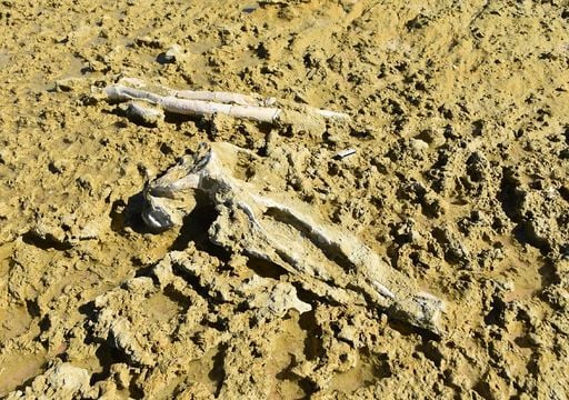 Tempestades destaparam f&oacute;sseis de baleias com 10 milh&otilde;es de anos na costa de Gr&acirc;ndola