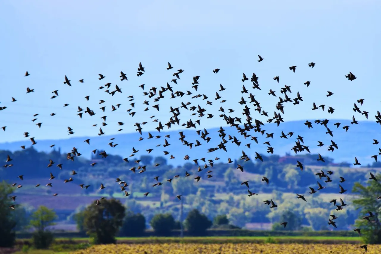 ¡Las tormentas solares pueden alterar las señales de las aves migratorias!