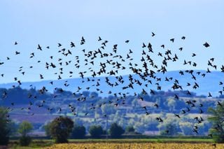 Alerte : les tempêtes solaires peuvent brouiller les signaux des oiseaux migrateurs ! 