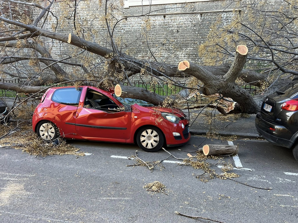 Les chutes d'arbres se comptent par milliers depuis quelques heures, avec d'importants dégâts à la clé.