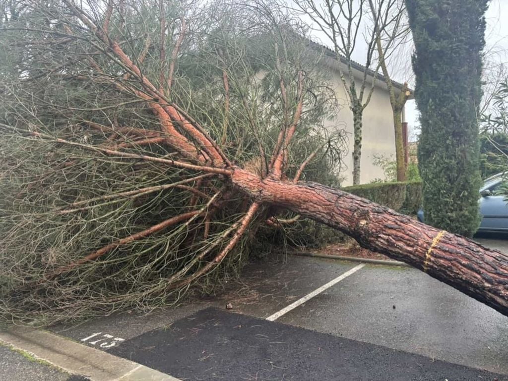 Avec des vents soufflant jusqu'à 180 km/h, les arbres n'ont pas résisté, une situation aggravée par les sols actuellement détrempés.