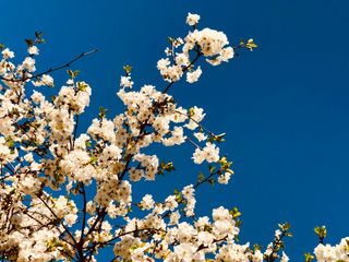 Tempo esta semana: sol e calor autênticos de primavera