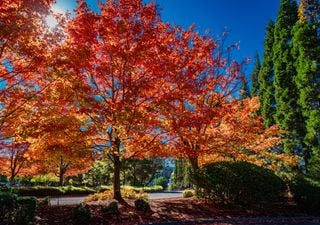 Até ao fim de novembro haverá mudanças no tempo em Portugal: temperaturas sobem e poderá chover nestas regiões