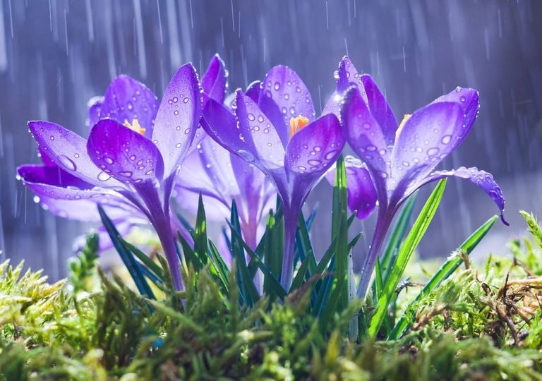Flores na primavera à chuva Flores na primavera à chuva
