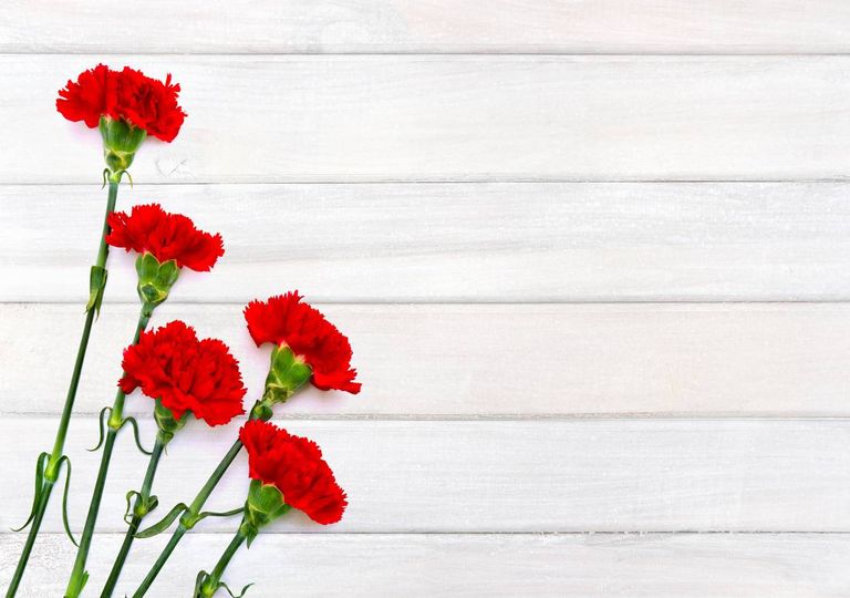 Cravos símbolo vermelho Cravos símbolo vermelho