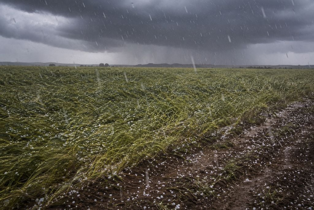 granizo, chuva, ameaça Granizo e chuva intensa ameaçam lavouras de inverno no Rio Grande do Sul