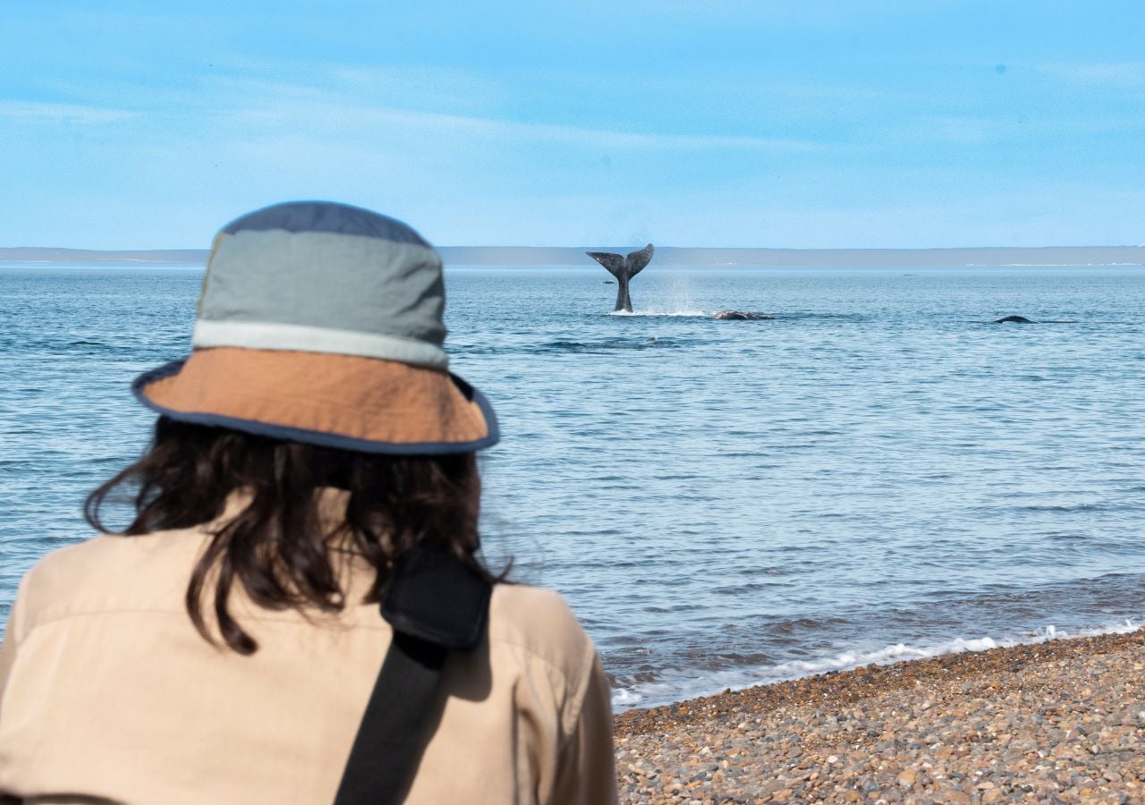 El próximo 10 de junio se inaugura oficialmente la temporada 2025 de ballenas en Puerto Madryn.