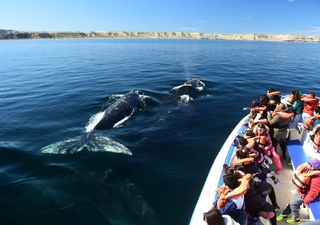 Temporada 2025 de ballenas en Puerto Madryn: todo lo que hay que saber para disfrutar del turismo